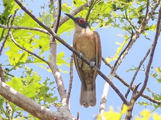  - Long-billed Cuckoo