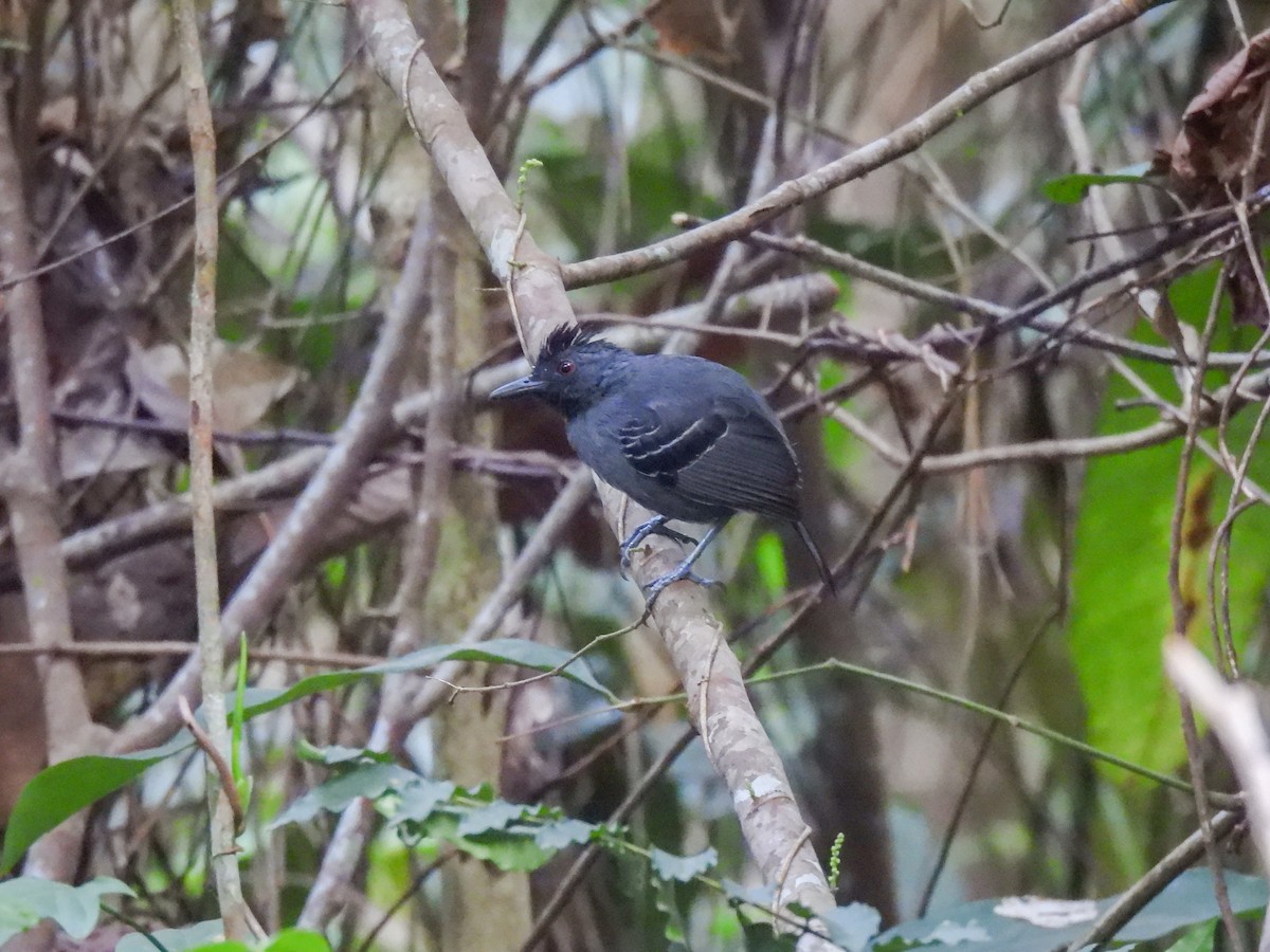 Black-headed Antbird (Hellmayr's) - Arthur Gomes