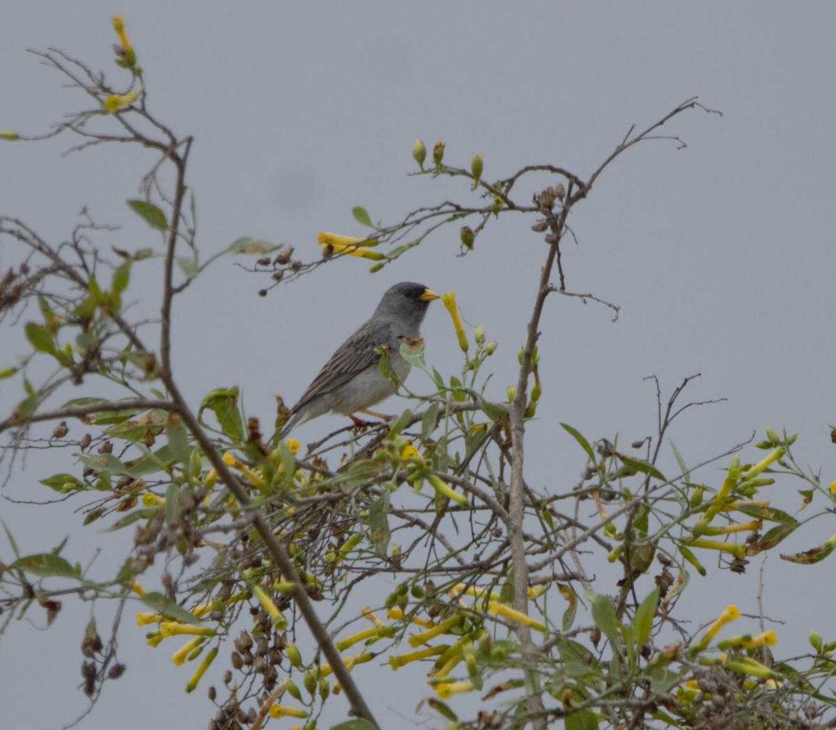 Band-tailed Sierra Finch - ML611141057