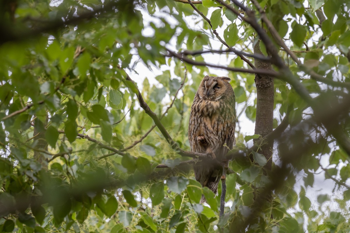 Long-eared Owl (Eurasian) - ML611141147