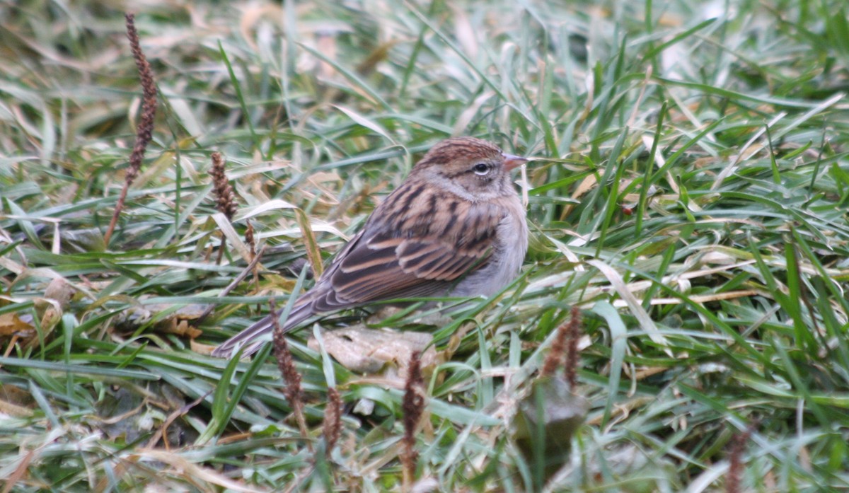 Chipping Sparrow - ML611141219