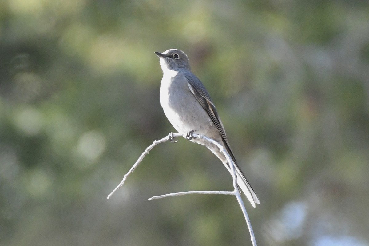 Townsend's Solitaire - ML611141521