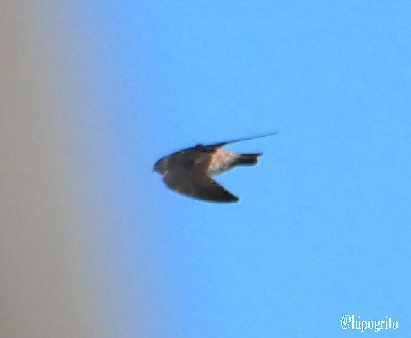 Cliff/Cave Swallow - ML611141563