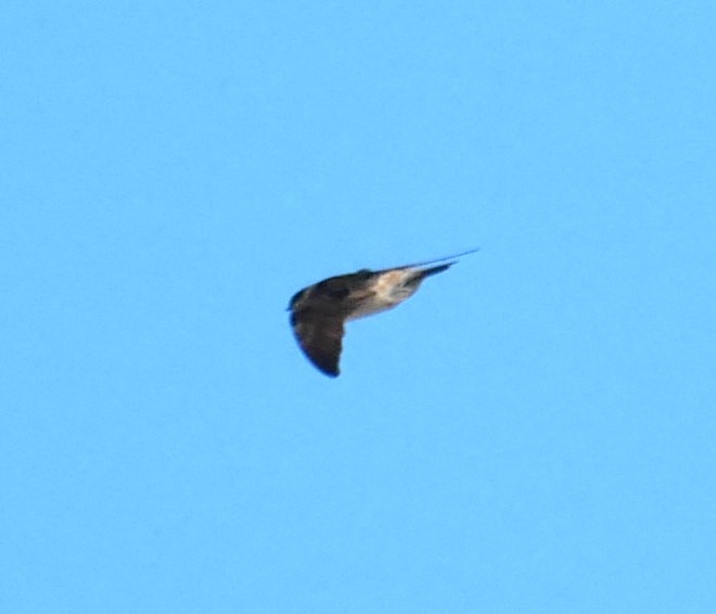 Cliff/Cave Swallow - ML611141564