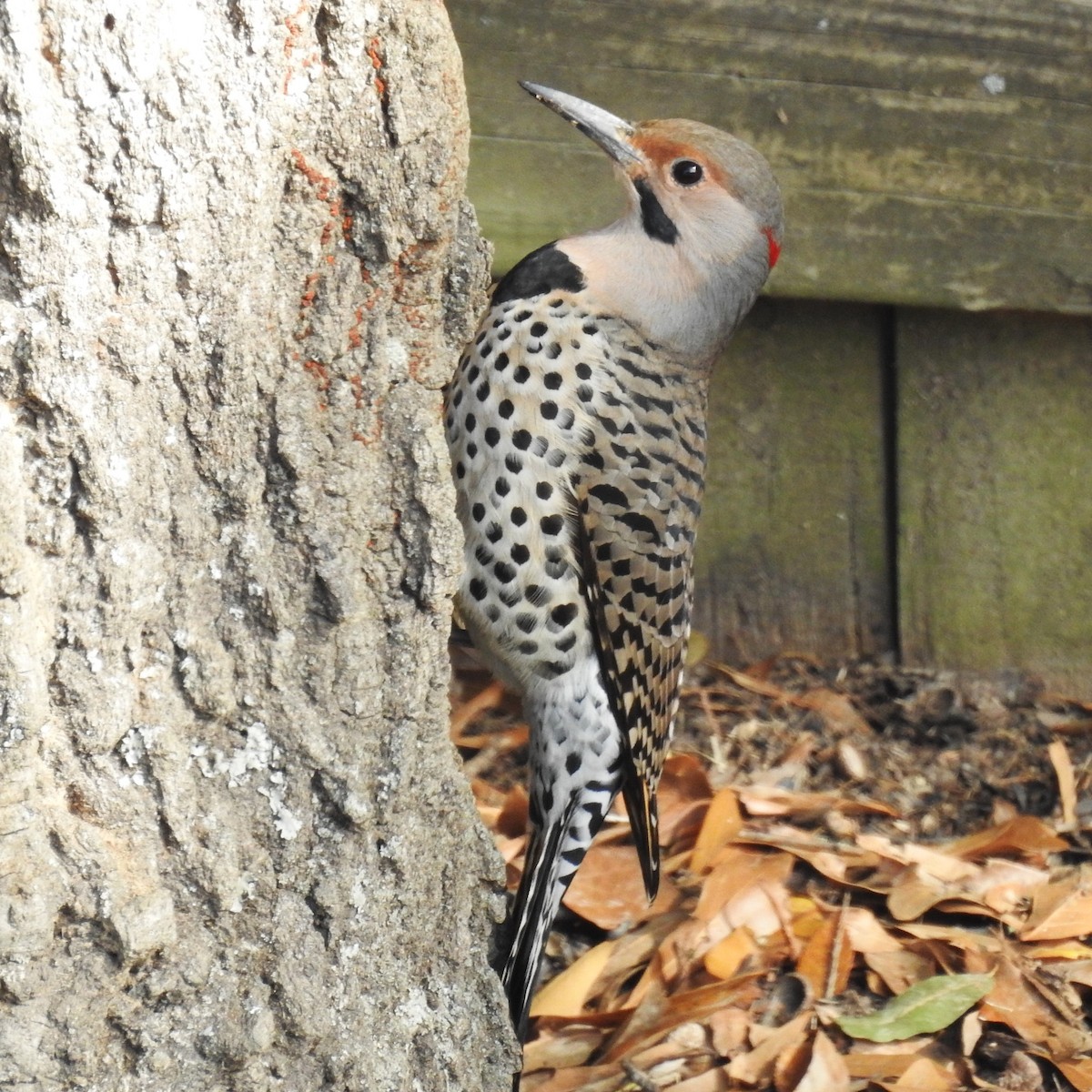 Northern Flicker (Yellow-shafted) - ML611141734