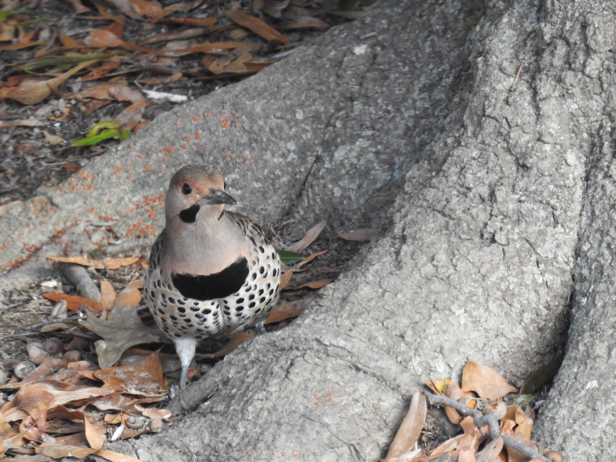 Northern Flicker (Yellow-shafted) - ML611141737