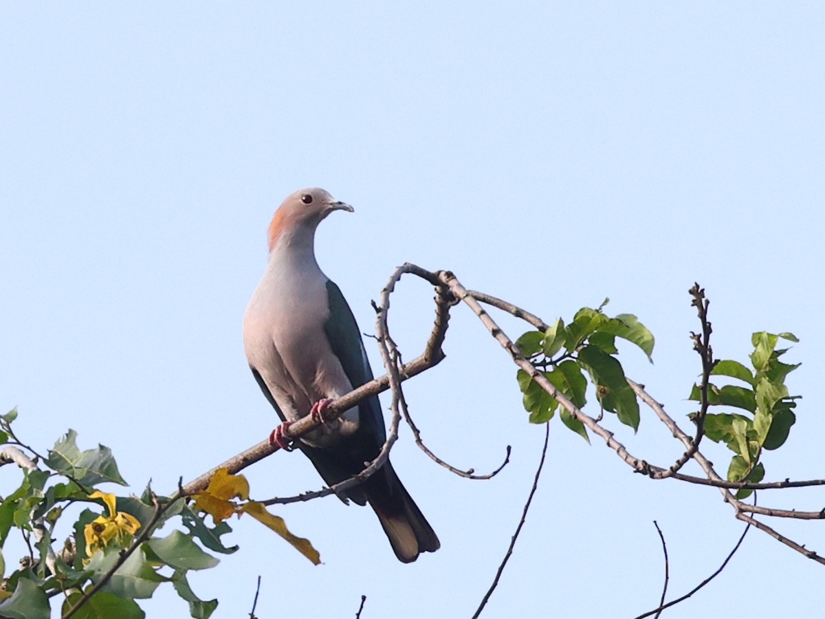 Green Imperial-Pigeon (Rufous-naped) - ML611141777