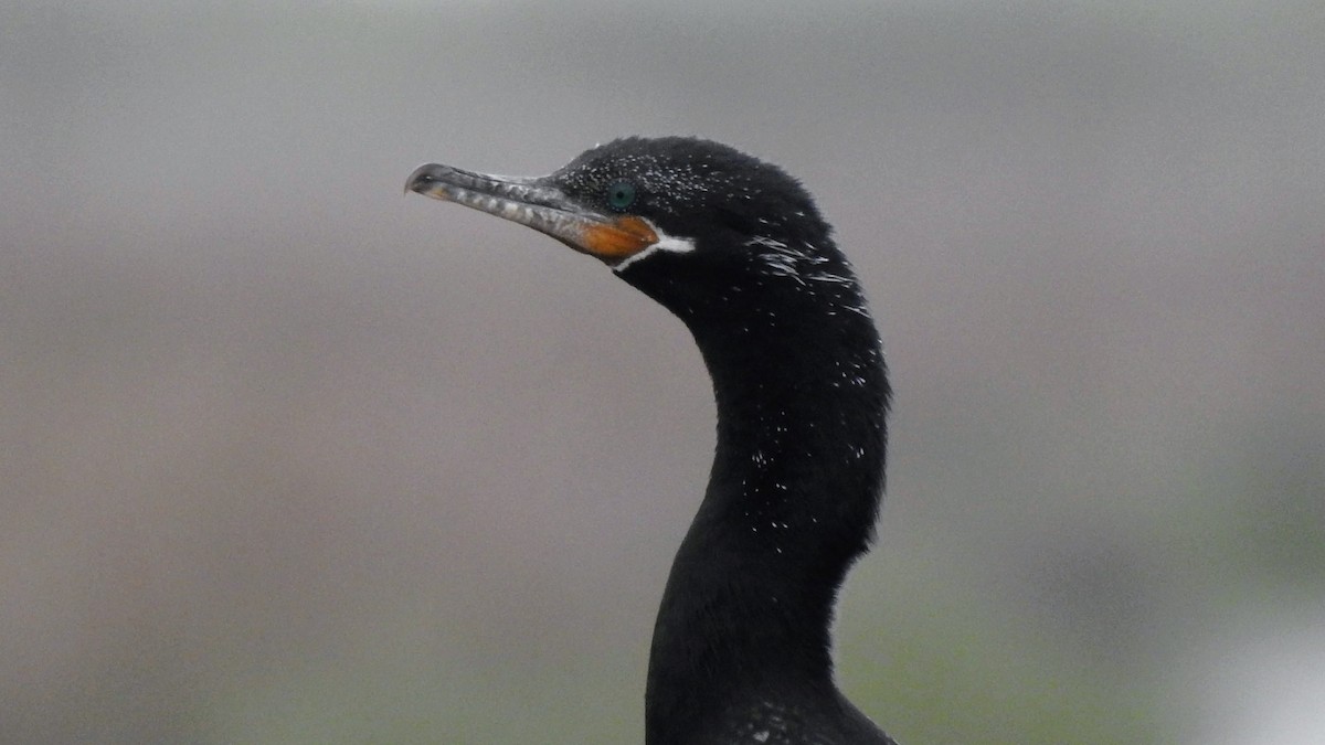 Neotropic Cormorant - Raja Bhadury