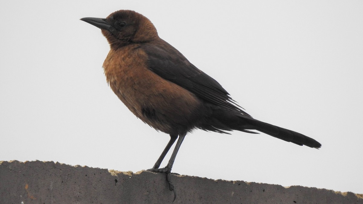 Boat-tailed Grackle - ML611142032