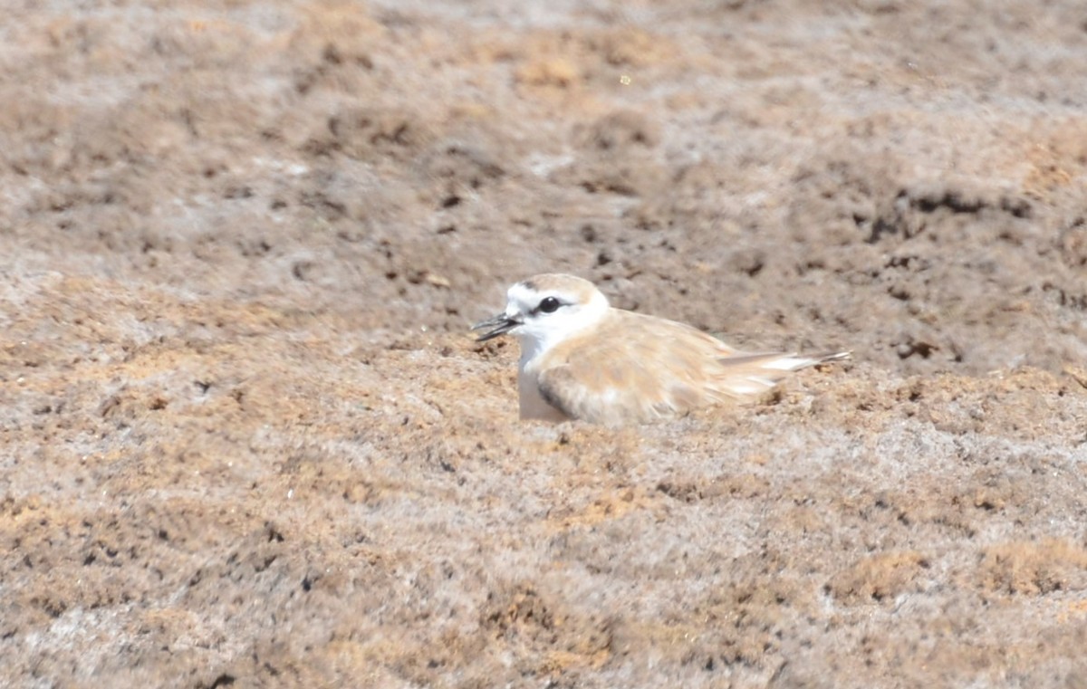 White-fronted Plover - ML611142143