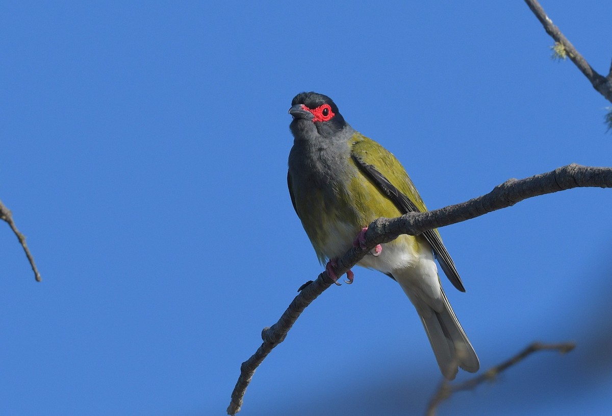 Australasian Figbird - ML611142206