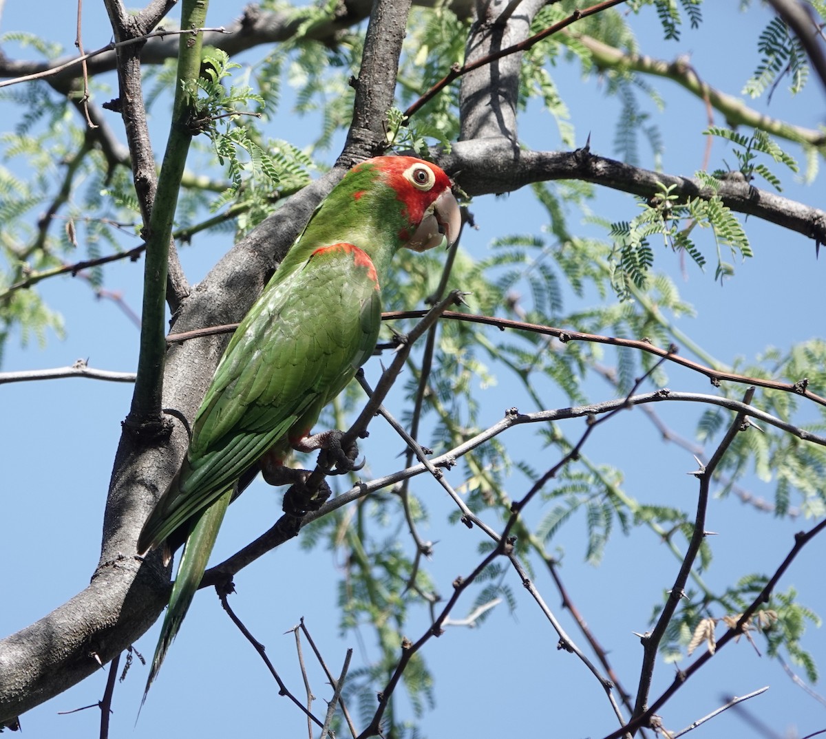 Guayaquil Papağanı - ML611142587