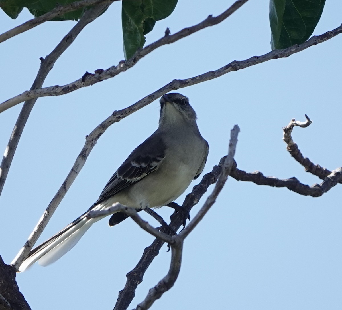 Northern Mockingbird - dave koehler