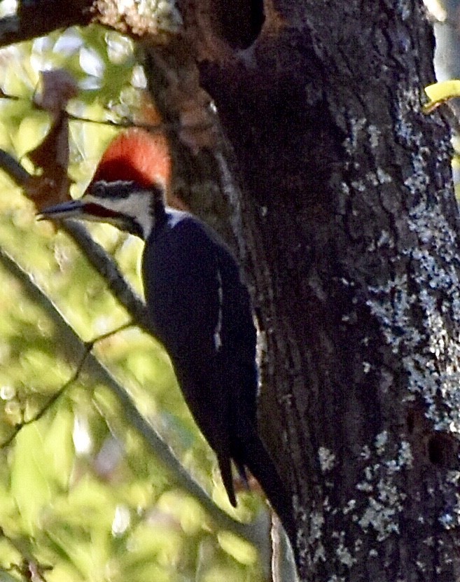Pileated Woodpecker - ML611142662
