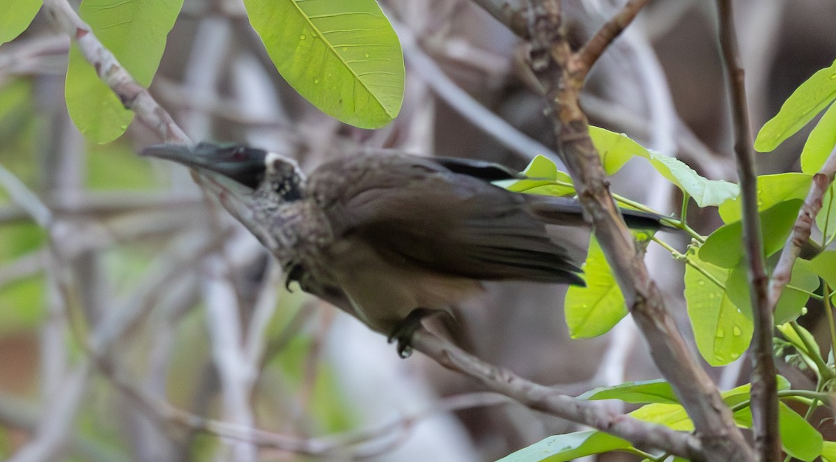 Silver-crowned Friarbird - ML611142820