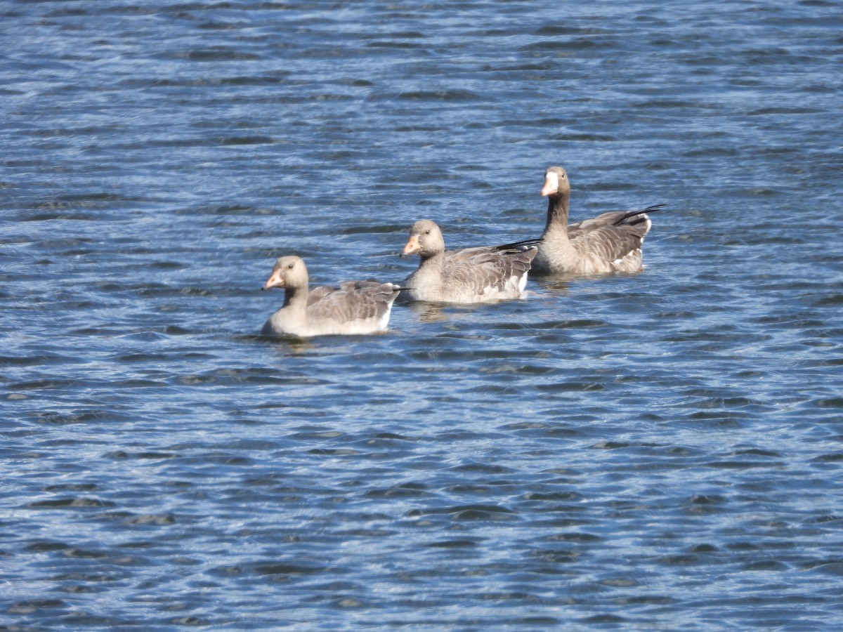 Greater White-fronted Goose - ML611142857
