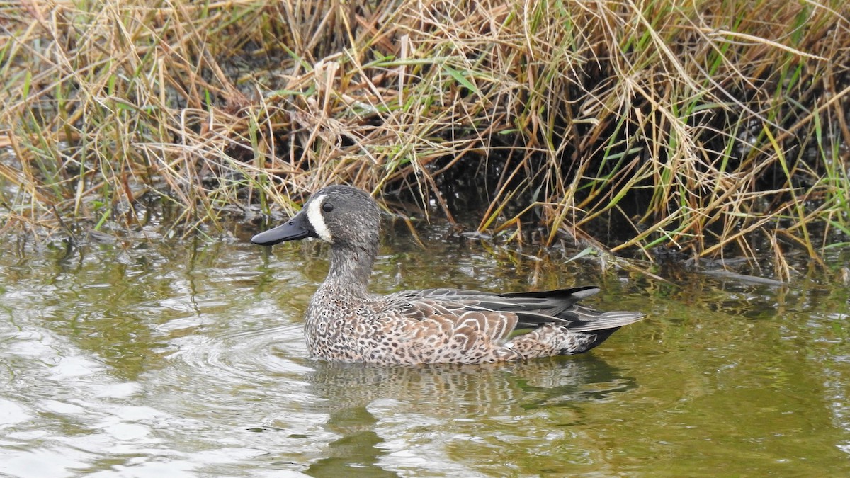 Blue-winged Teal - ML611142895