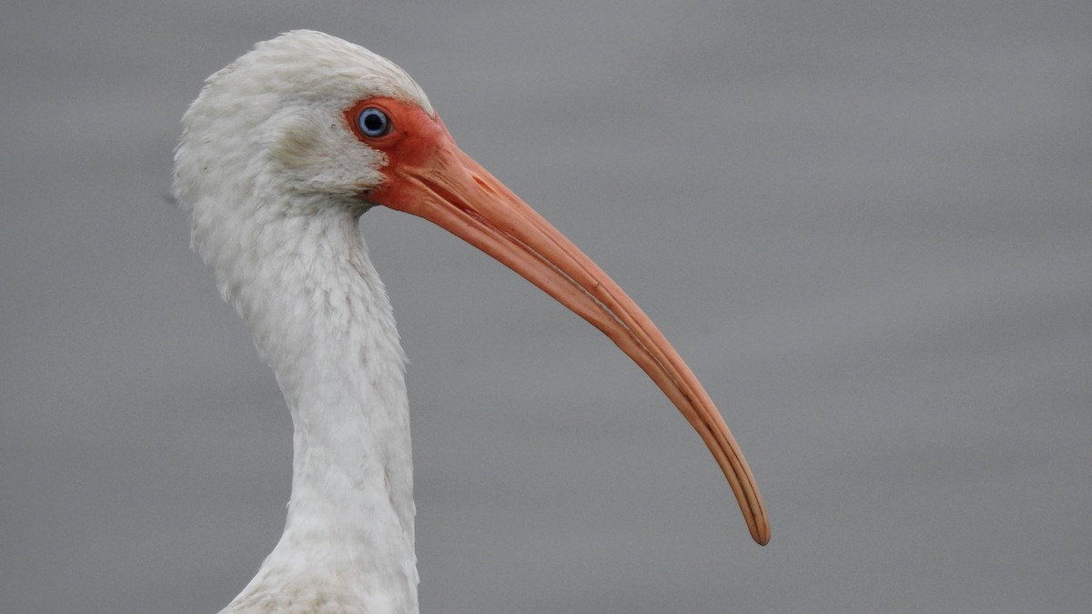 ibis bílý - ML611142913
