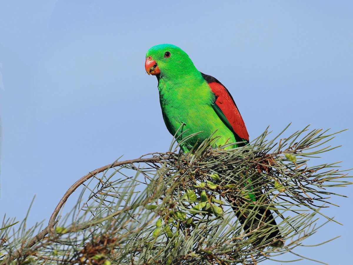 Red-winged Parrot - Elspeth M