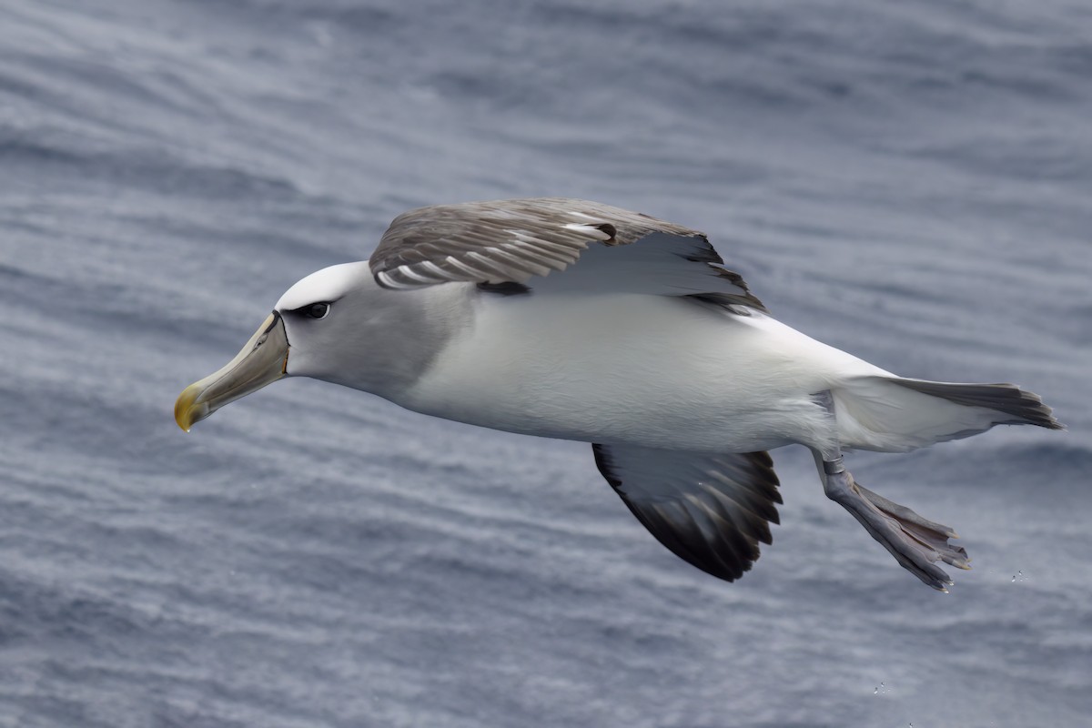 White-capped/Salvin's/Chatham Albatross - ML611143818