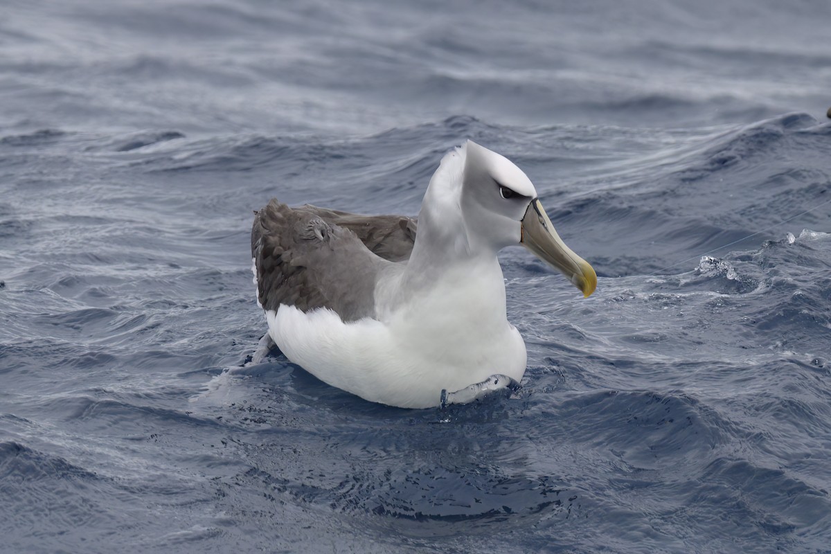 White-capped/Salvin's/Chatham Albatross - ML611143819