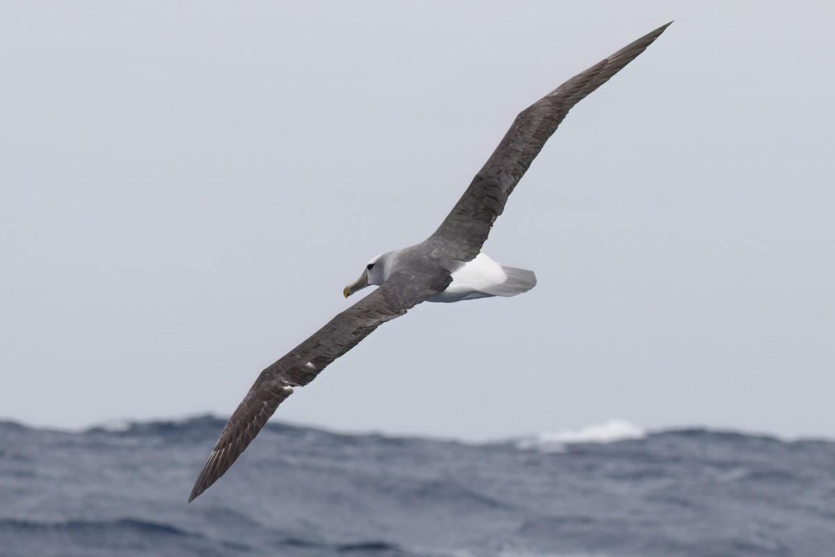 Albatros Cauto/de Salvin/de las Chatham - ML611143820