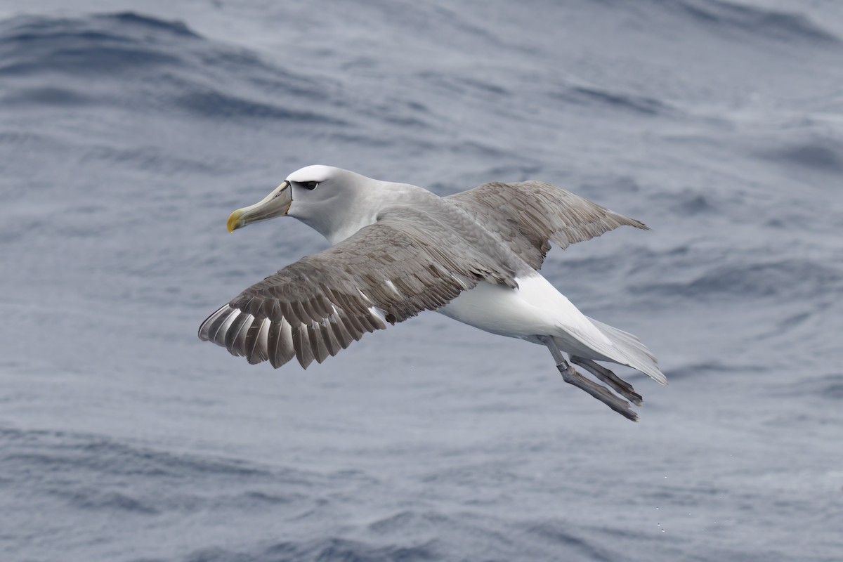 White-capped/Salvin's/Chatham Albatross - ML611143827