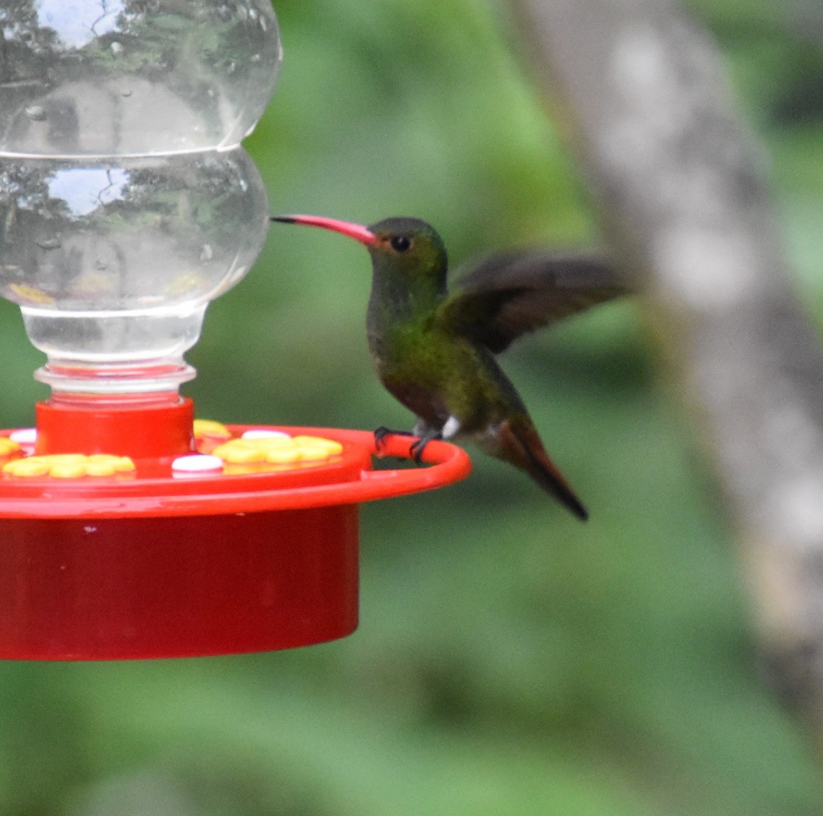 Rufous-tailed Hummingbird - Katie Henderson