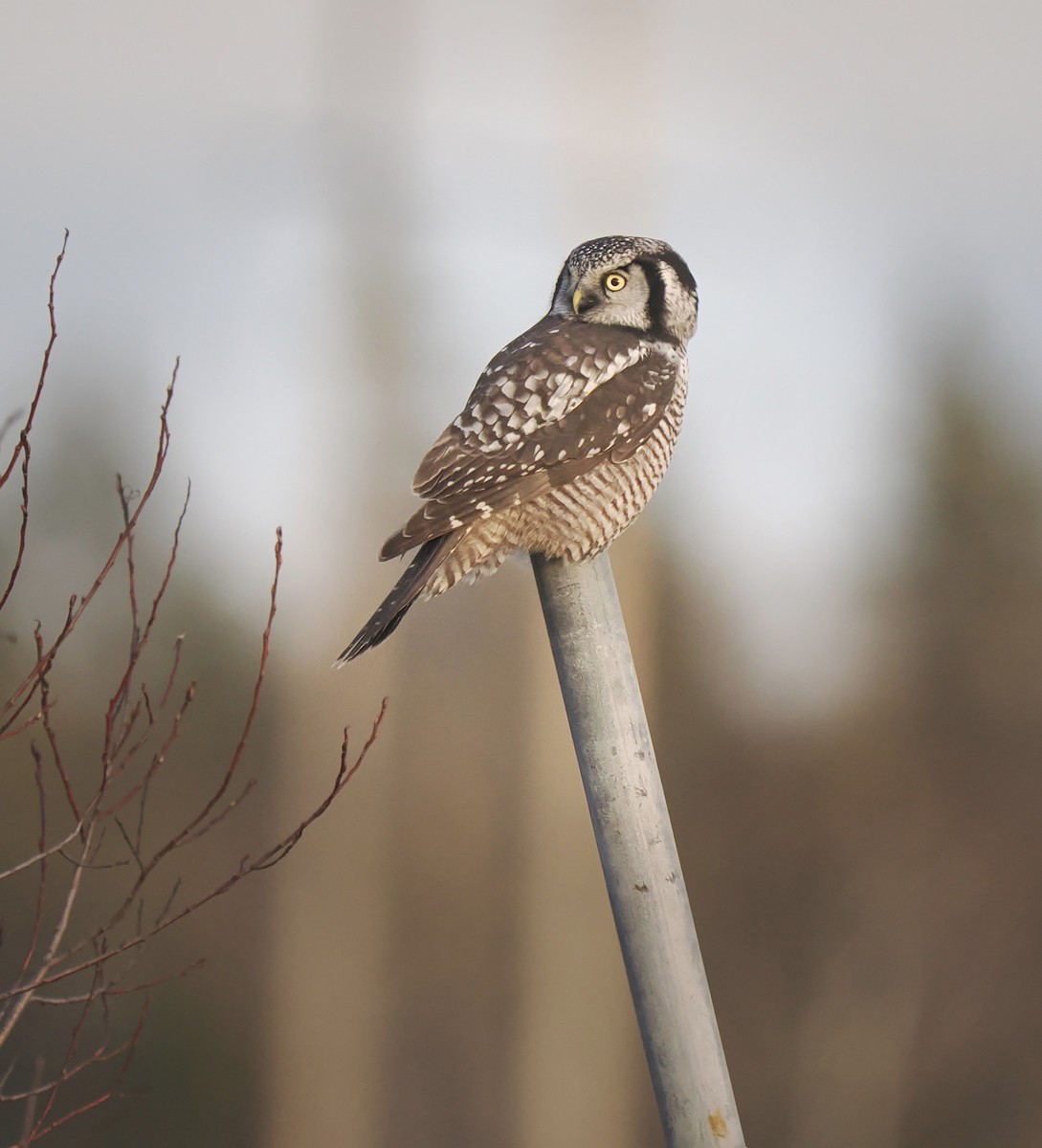 Northern Hawk Owl - ML611143890