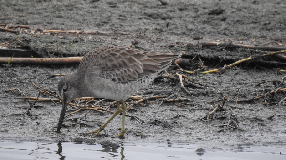 Long-billed Dowitcher - ML611143912