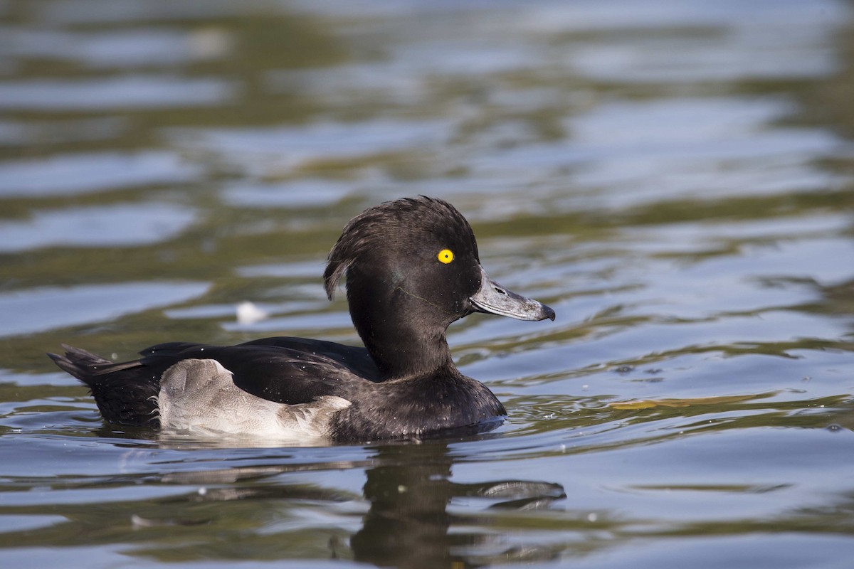 Tufted Duck - ML611144312