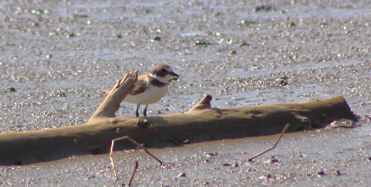 Semipalmated Plover - ML611144530