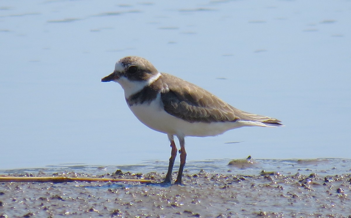 Semipalmated Plover - ML611144531