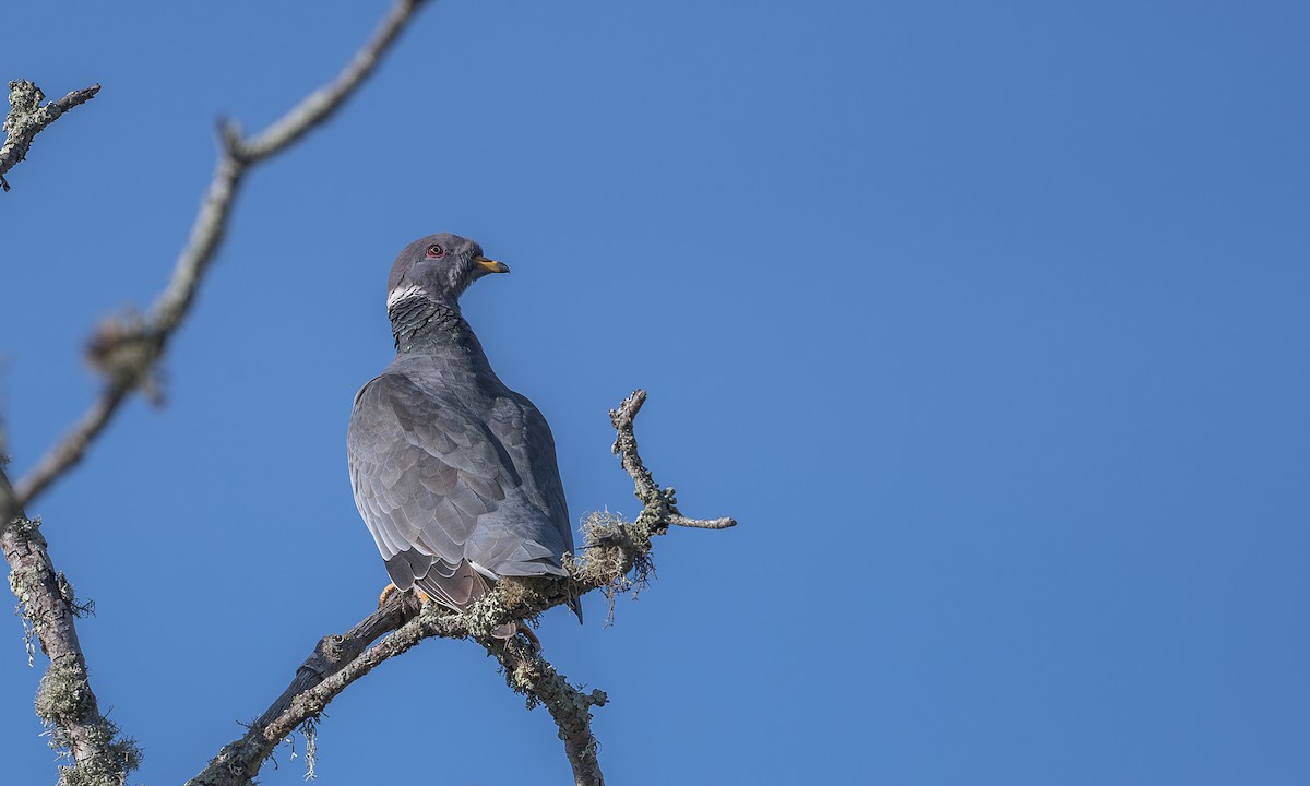 Band-tailed Pigeon - ML611144690
