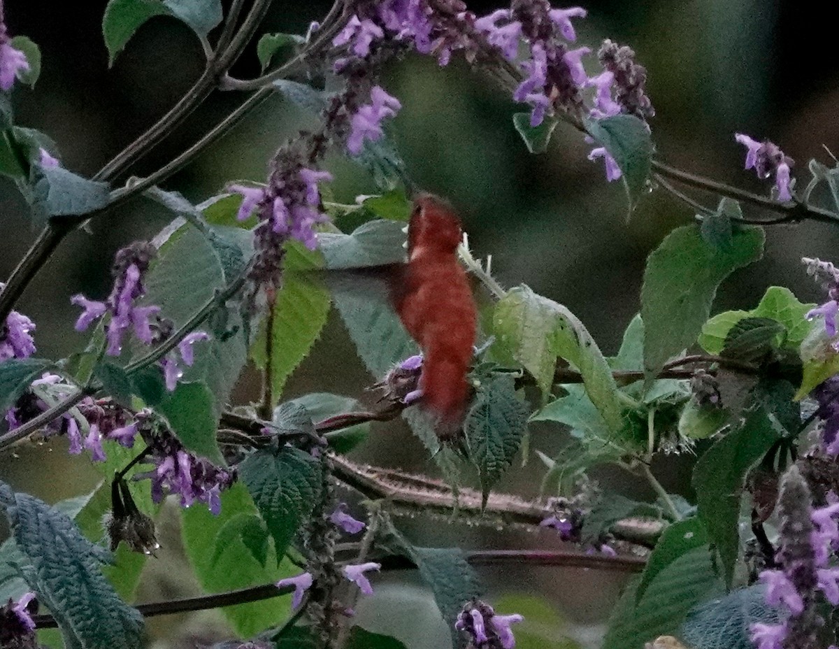 Rufous Hummingbird - ML611144753