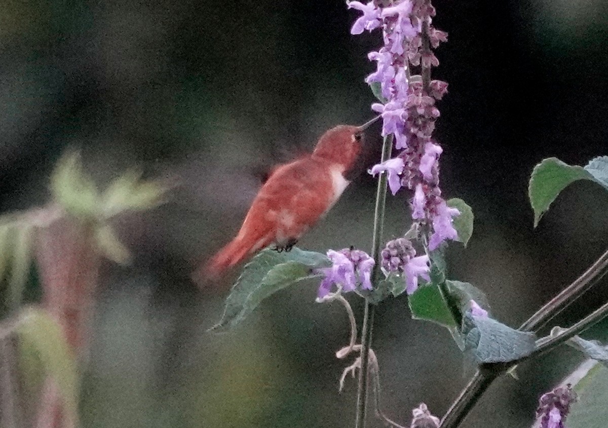 Rufous Hummingbird - ML611144755