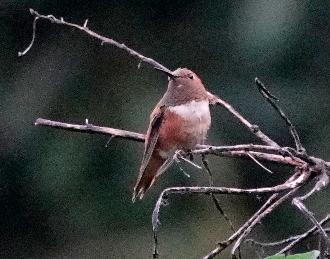 Rufous Hummingbird - ML611144756