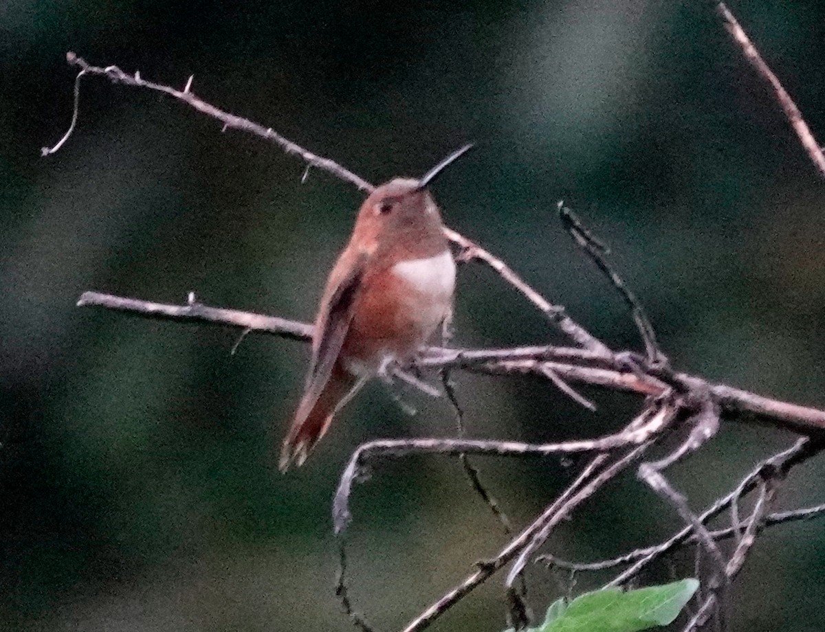 Rufous Hummingbird - ML611144757