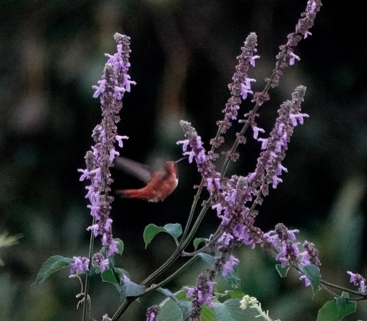 Rufous Hummingbird - ML611144758