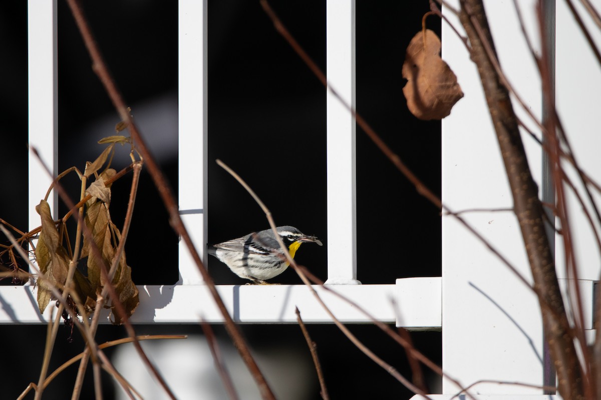 Yellow-throated Warbler - ML611144953