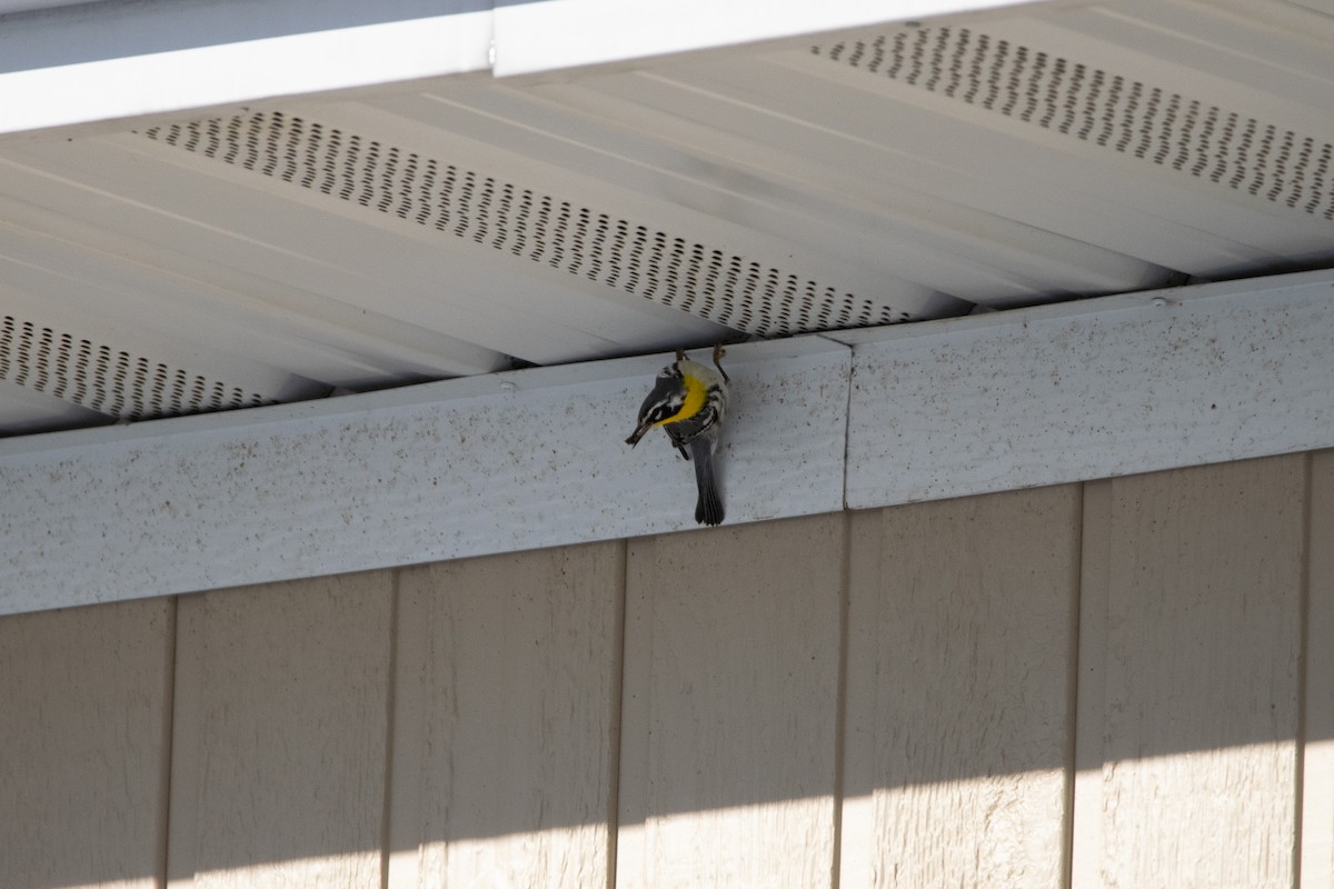 Yellow-throated Warbler - ML611144954