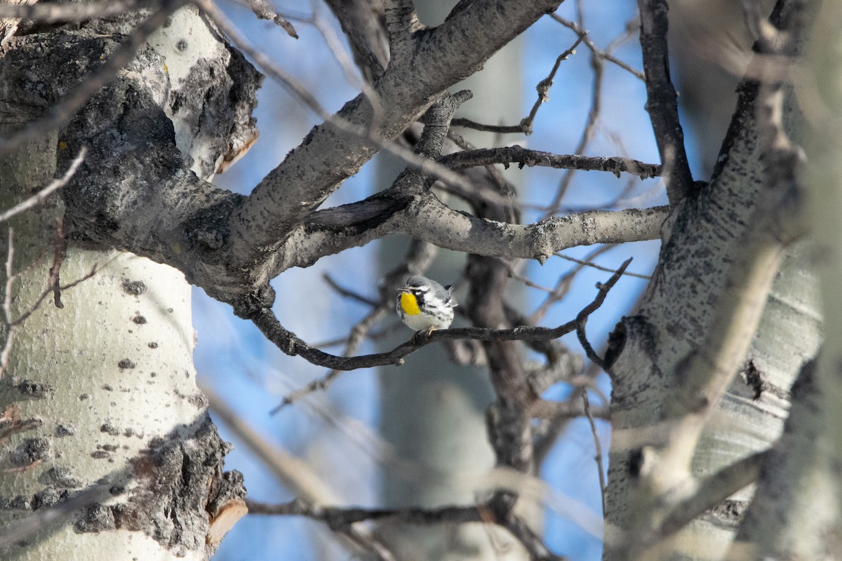 Yellow-throated Warbler - ML611144957