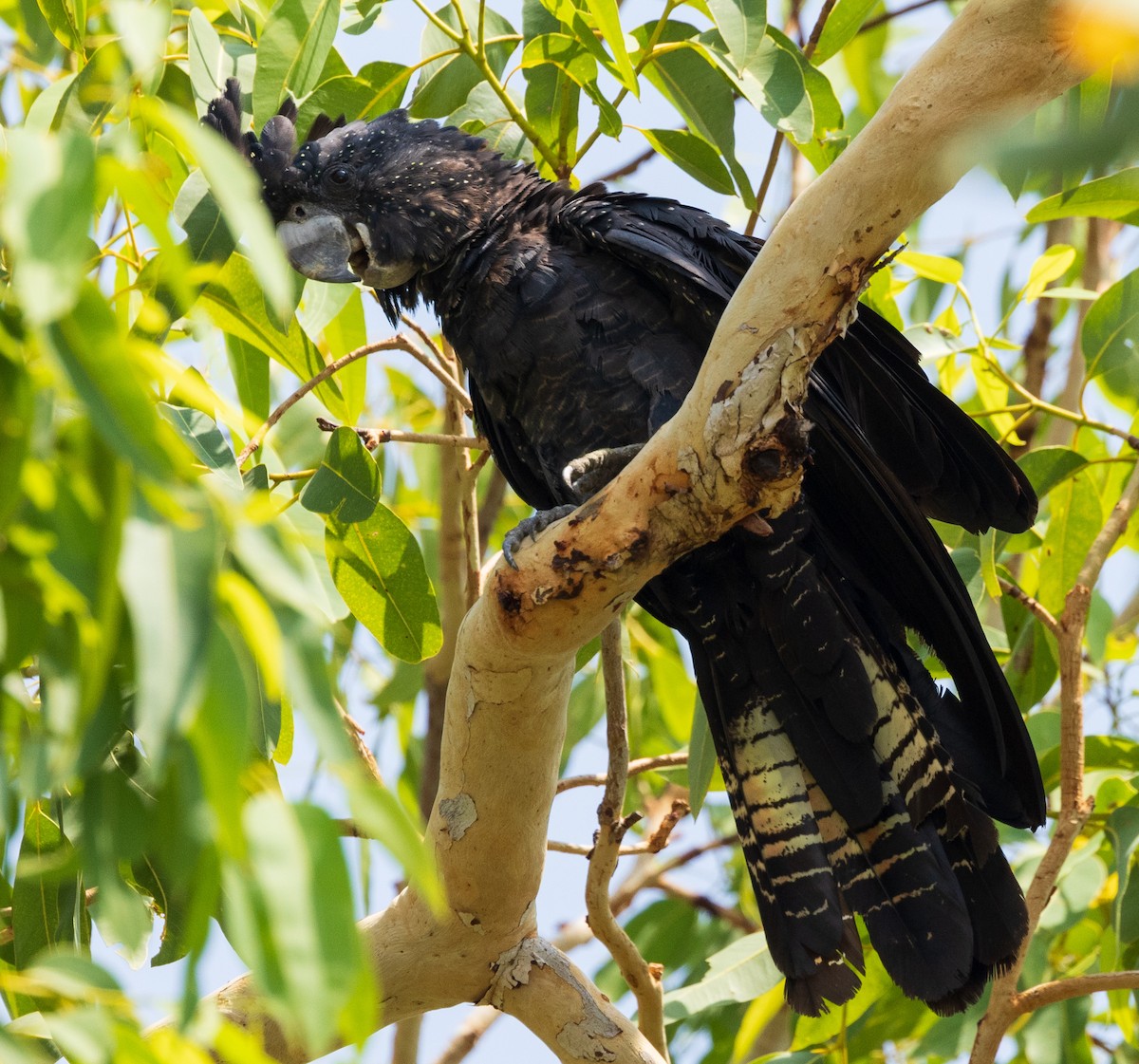 Red-tailed Black-Cockatoo - ML611145532