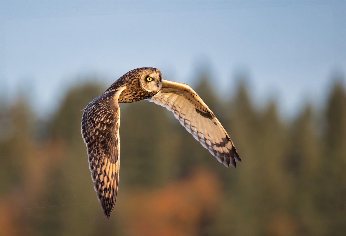 Short-eared Owl - ML611145849