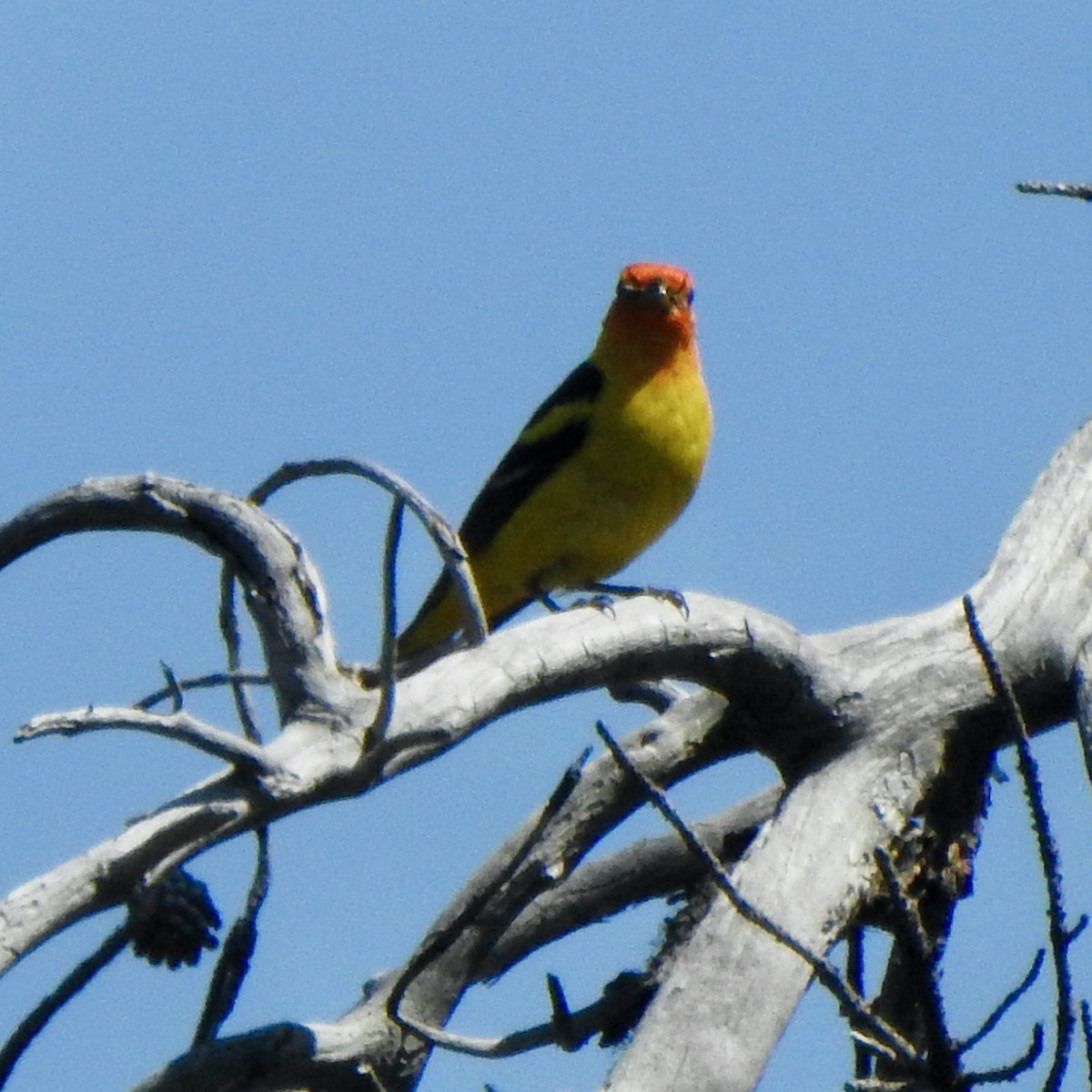 Western Tanager - ML611145988