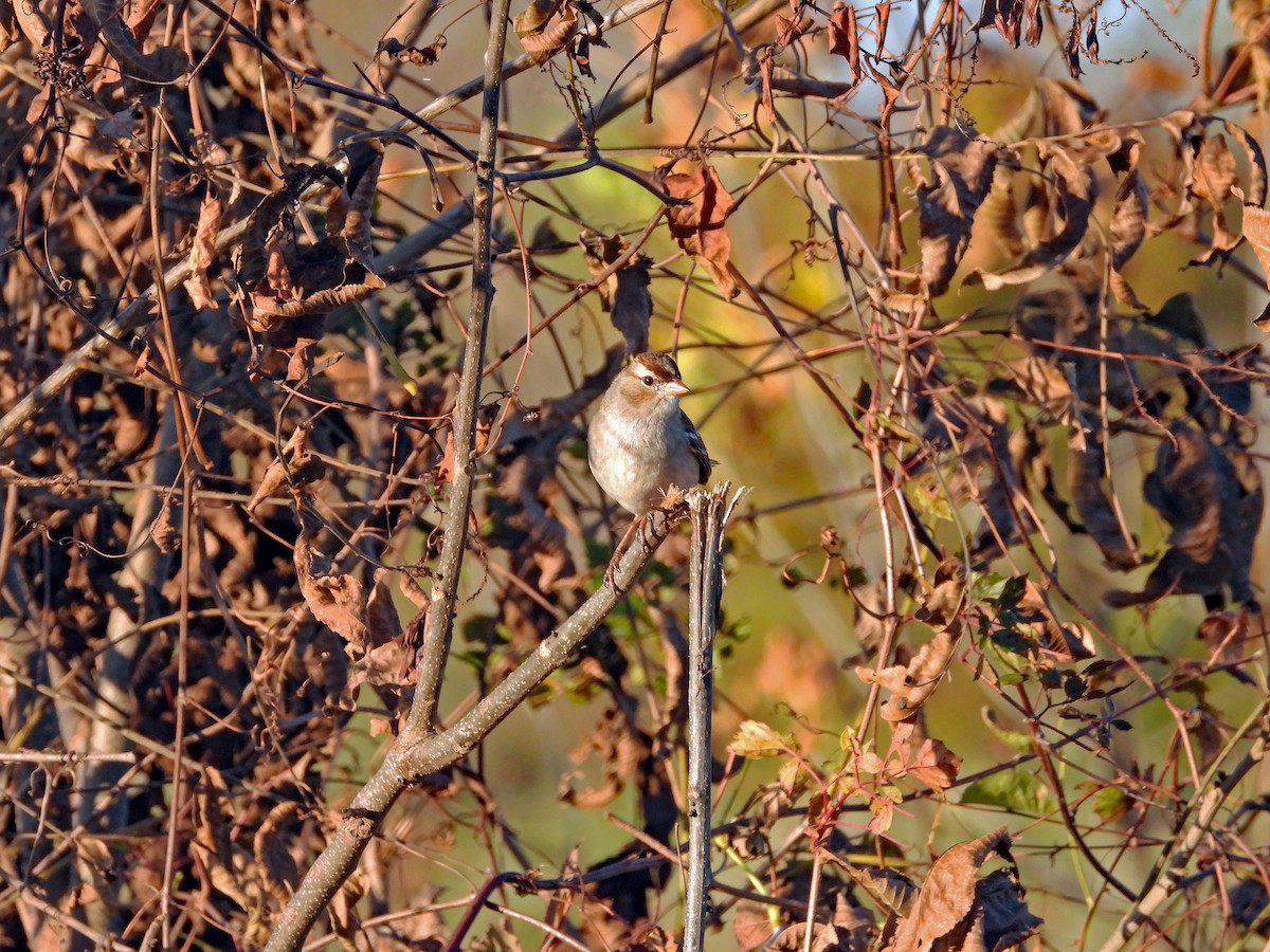White-crowned Sparrow - ML611146059