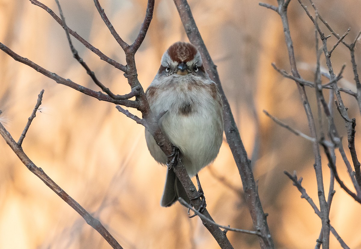 American Tree Sparrow - ML611146067