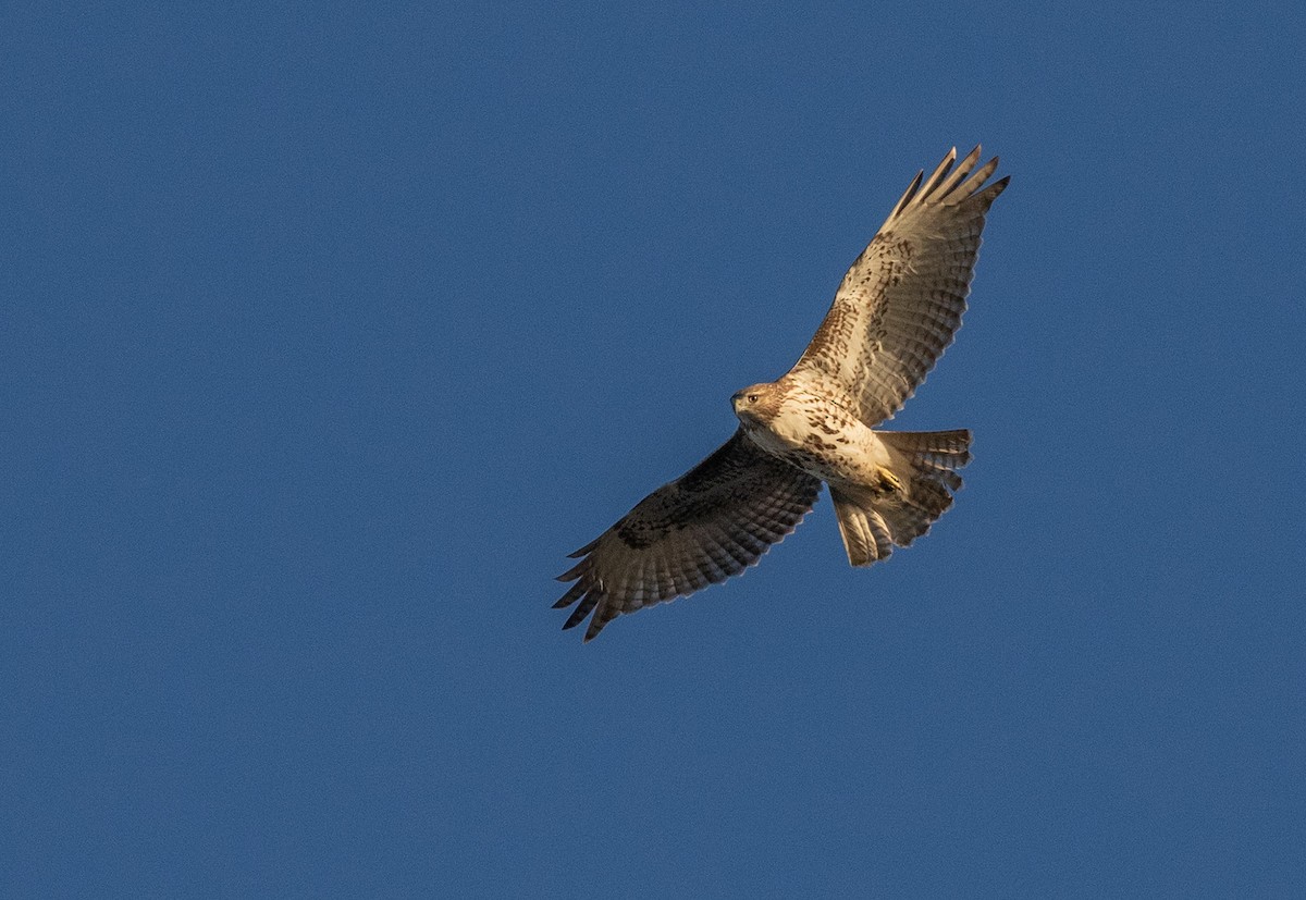 Red-tailed Hawk - ML611146085
