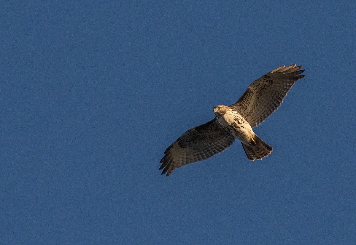 Red-tailed Hawk - ML611146087