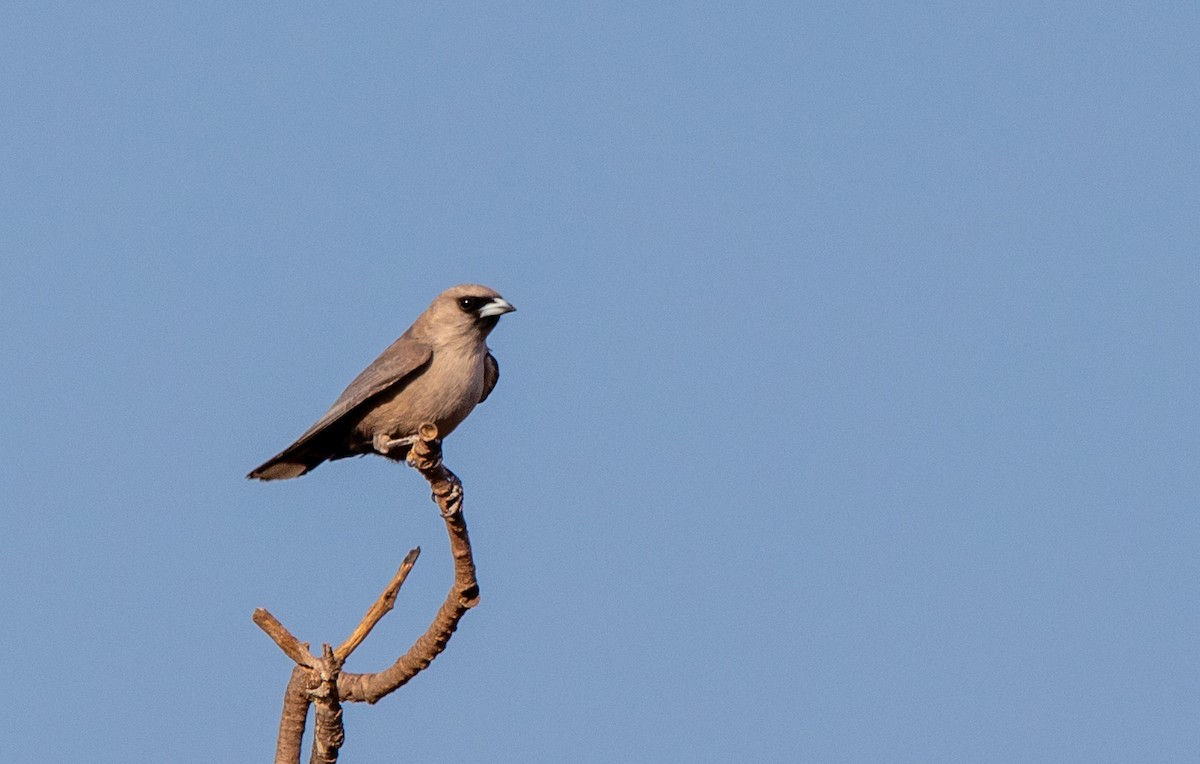 Black-faced Woodswallow (Black-vented) - ML611146418